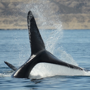 WCS Southern right whale